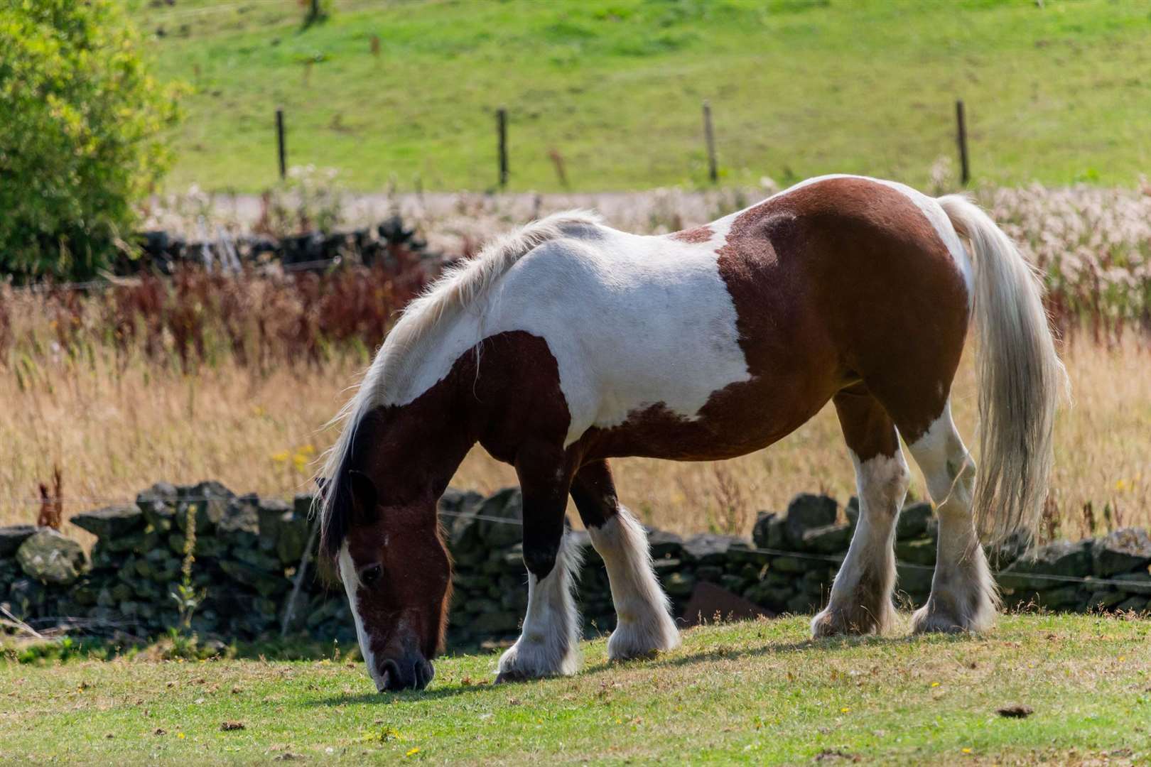 Phillip Henry was caught having sex with a cob horse, similar to the type pictured. Stock image