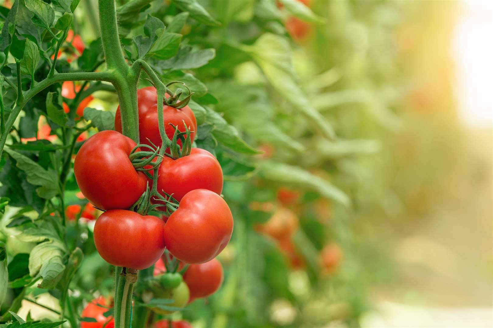 As the UK growing season gets closer British produce will help fill gaps. Image: iStock.