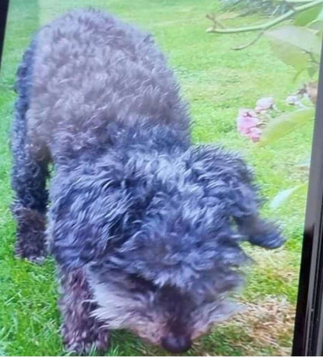 16-year-old blind Toy Poodle Lucinda has gone missing in Wye