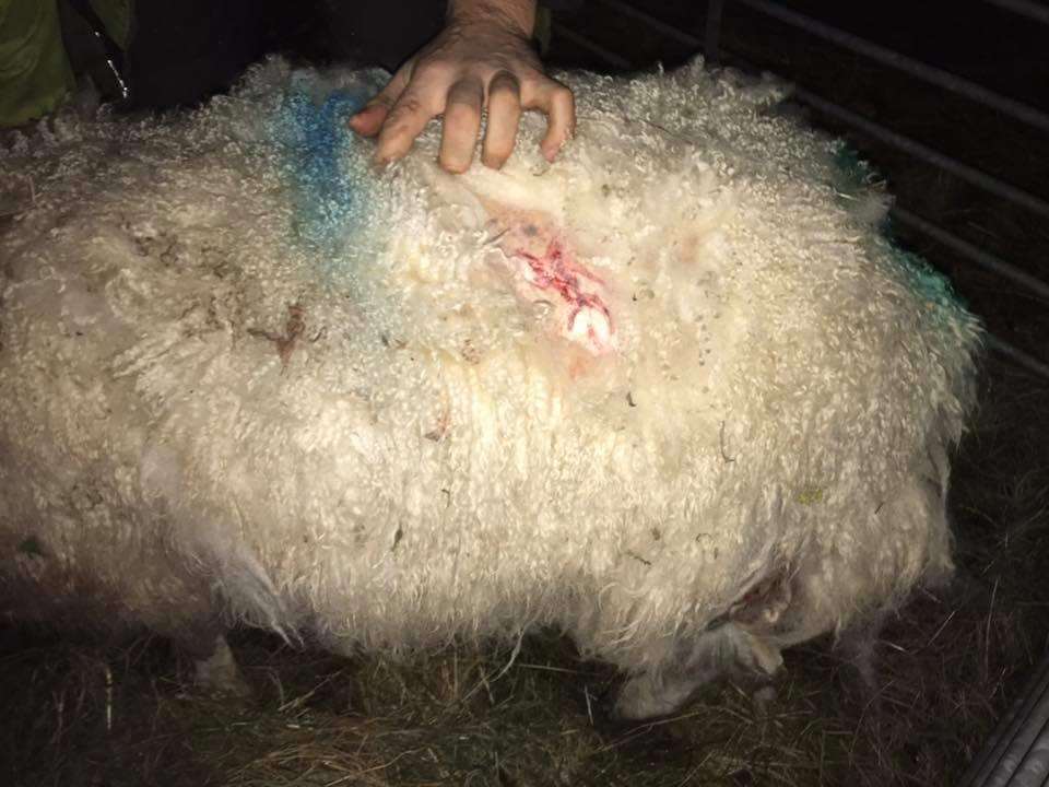 The sheep attack at Frogholt Farm. Credit: Ben Corrie (7111120)