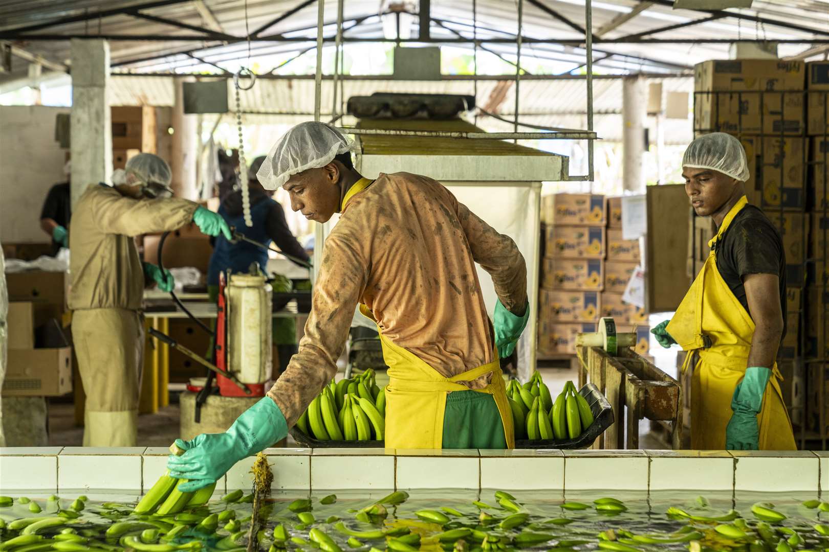 Workers processing bananas at a farm near Orihueca, in the region of Magdalena, Colombia (Chris Terry/Fairtrade/PA)