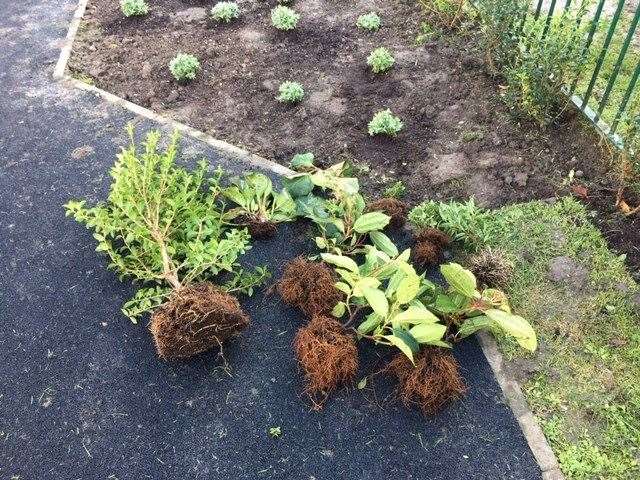 Newly-planted shrubs were torn from the ground by vandals