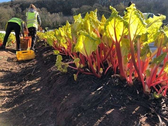 The supermarket will take delivery of forced rhubarb