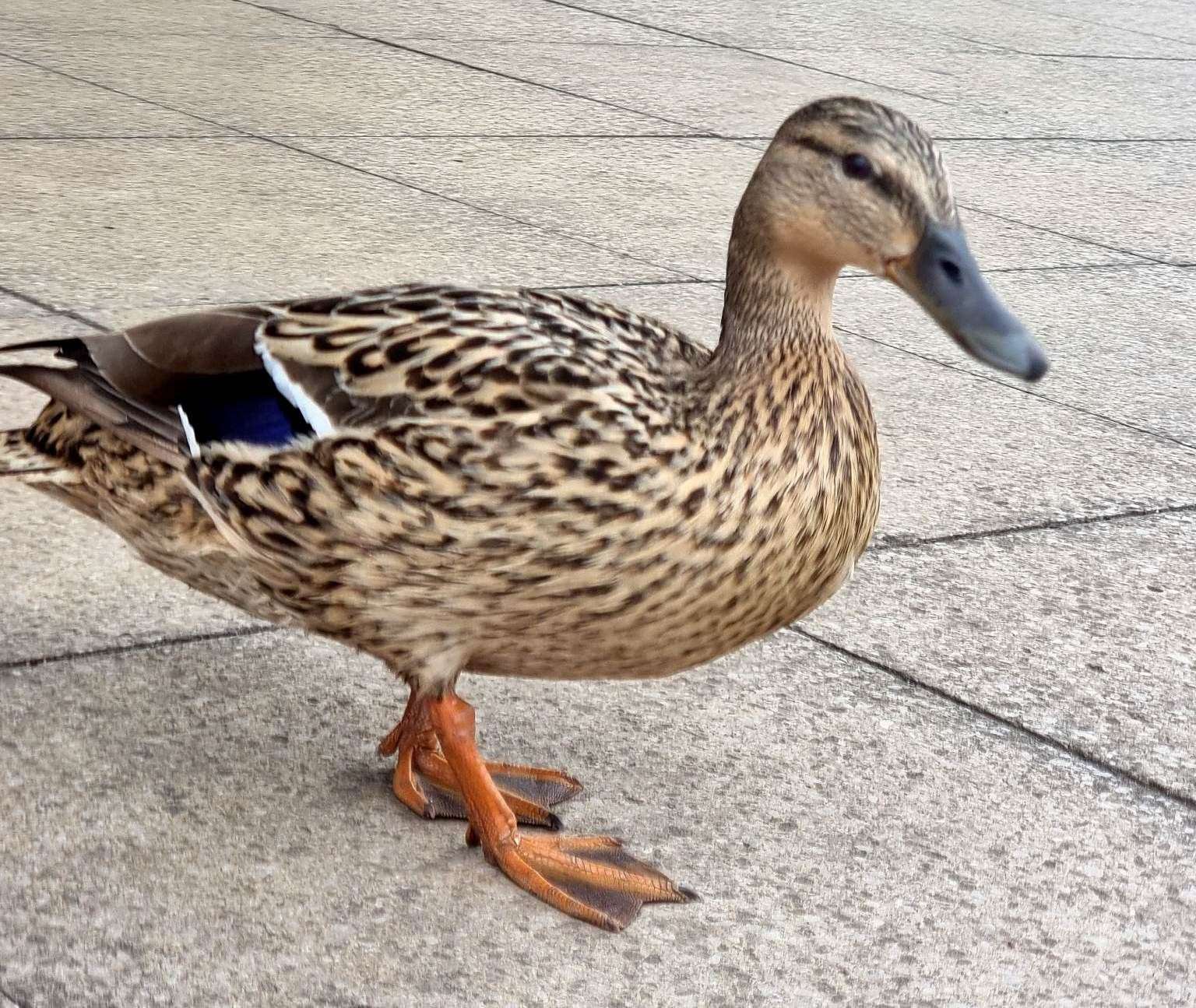 The unnamed but popular female duck was struck down in a supermarket car park. Picture: Vikki Montague