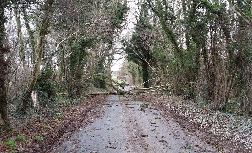 Tree down in Shepherdswell