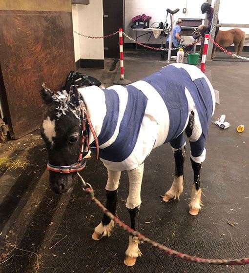 Phoenix the foal is being treated for burns sustained in an arson attack. Image supplied by Redwings Horse Sanctuary