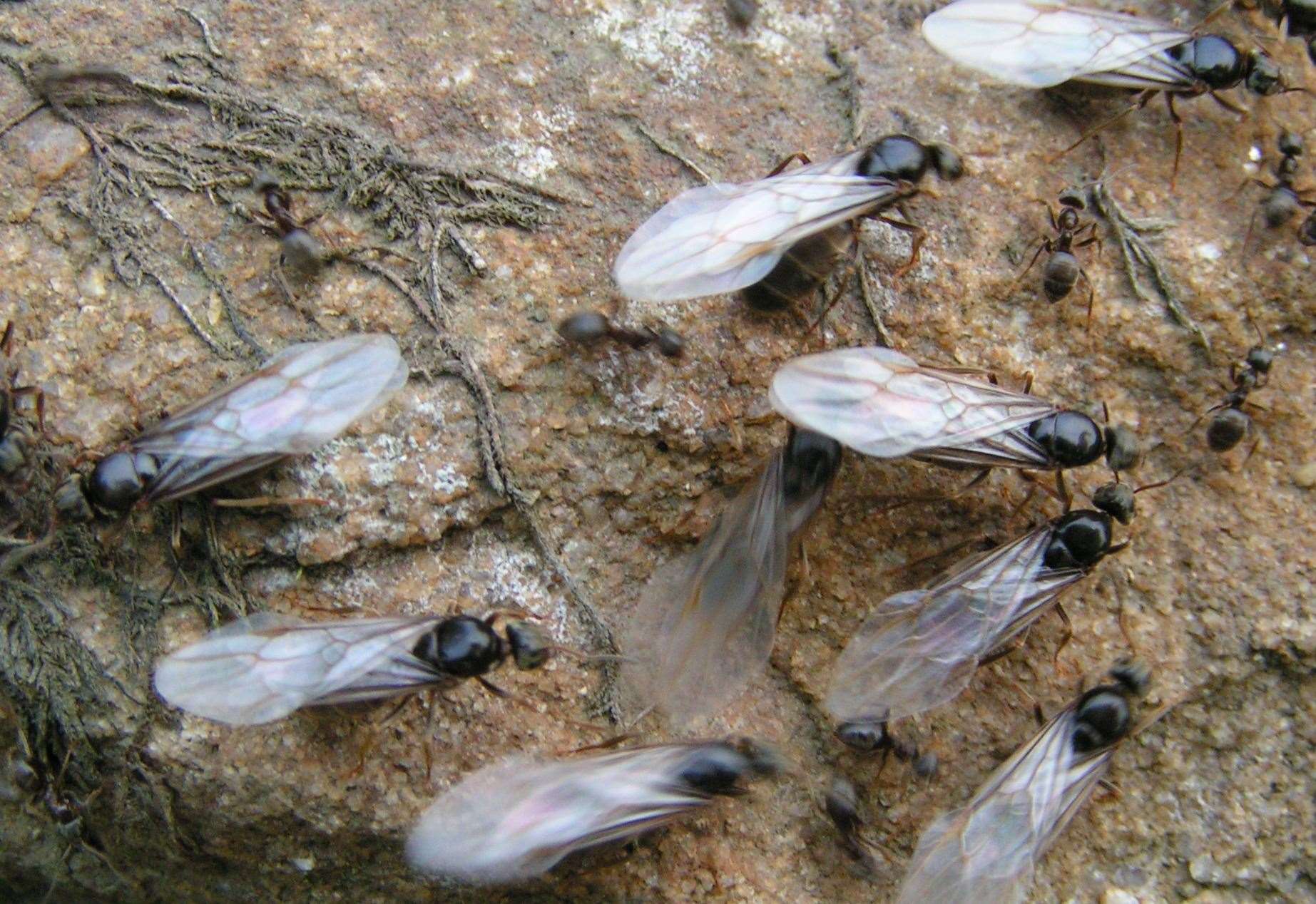A huge swarm of flying ants confused weather forecasters