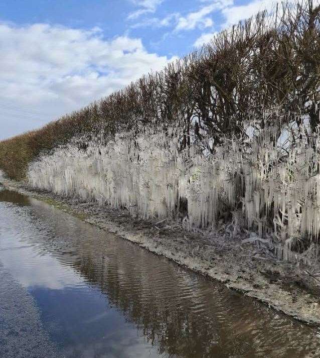 Icicle hedge spotted near Tonbridge by Wayne Browning