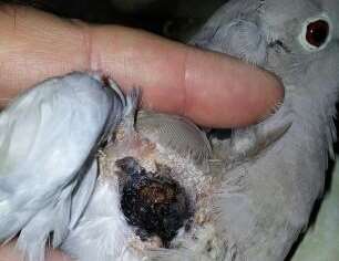 The badly injured collared dove