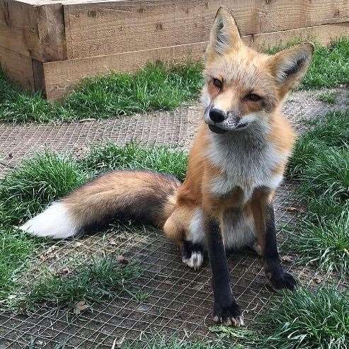 Fawn the fox at The Fenn Bell Conservation Project Zoo in Rochester, Medway. Picture: The Fenn Bell Conservation Facebook Page