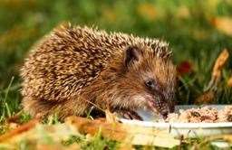 People are being urged to leave food out in their gardens for hedgehogs