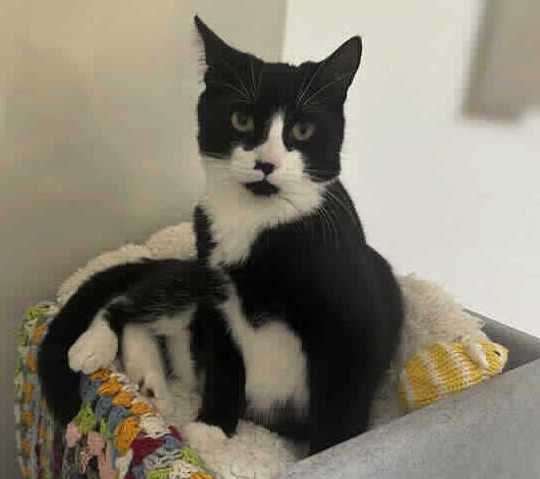 Julian is a black and white domestic shorthair crossbreed. Photo: RSPCA Leybourne