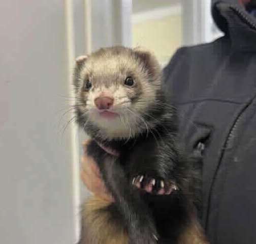 Ned is a bold and playful ferret. Photo: RSPCA Leybourne