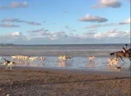 The visit was to let the dogs swim and cool down in the water, members of the hunt said