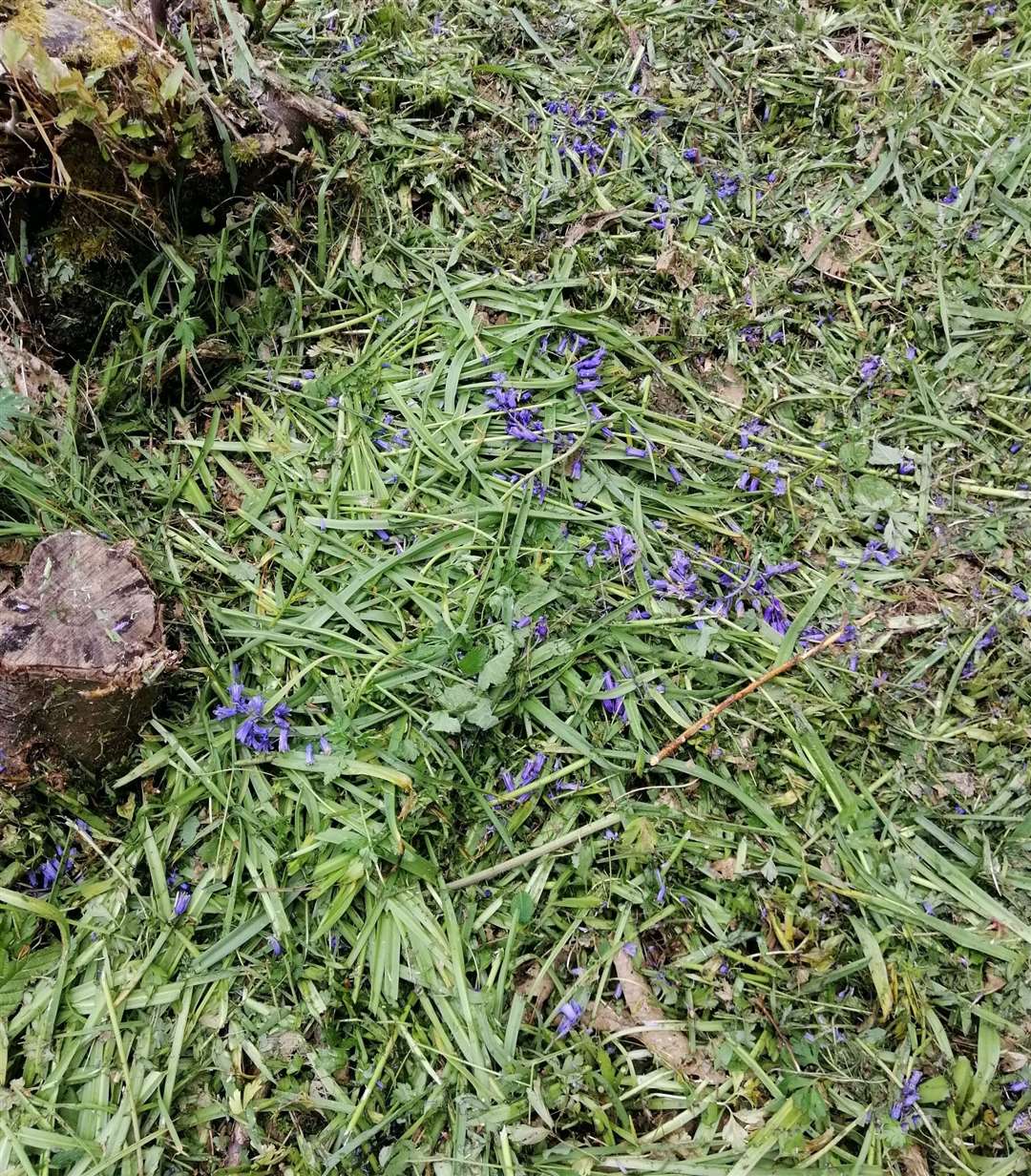 The state of the woodland after the bluebells were strimmed Picture: Tony Harwood