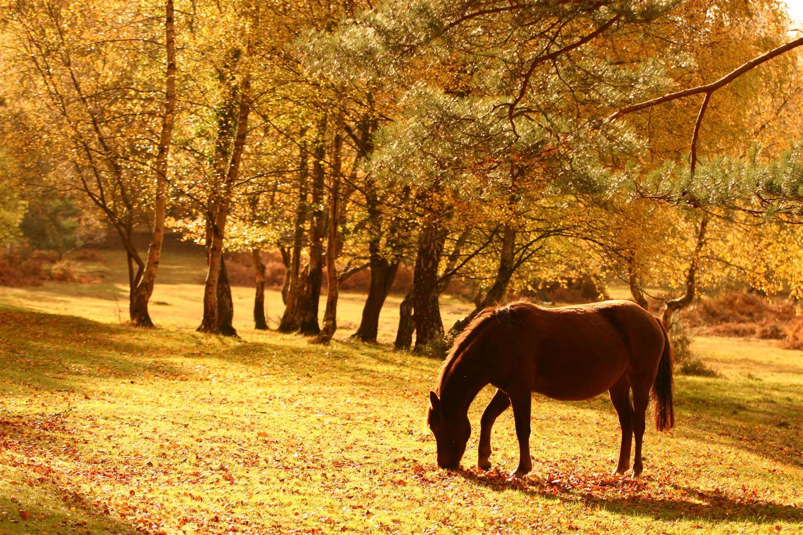 A horse in The New Forest.