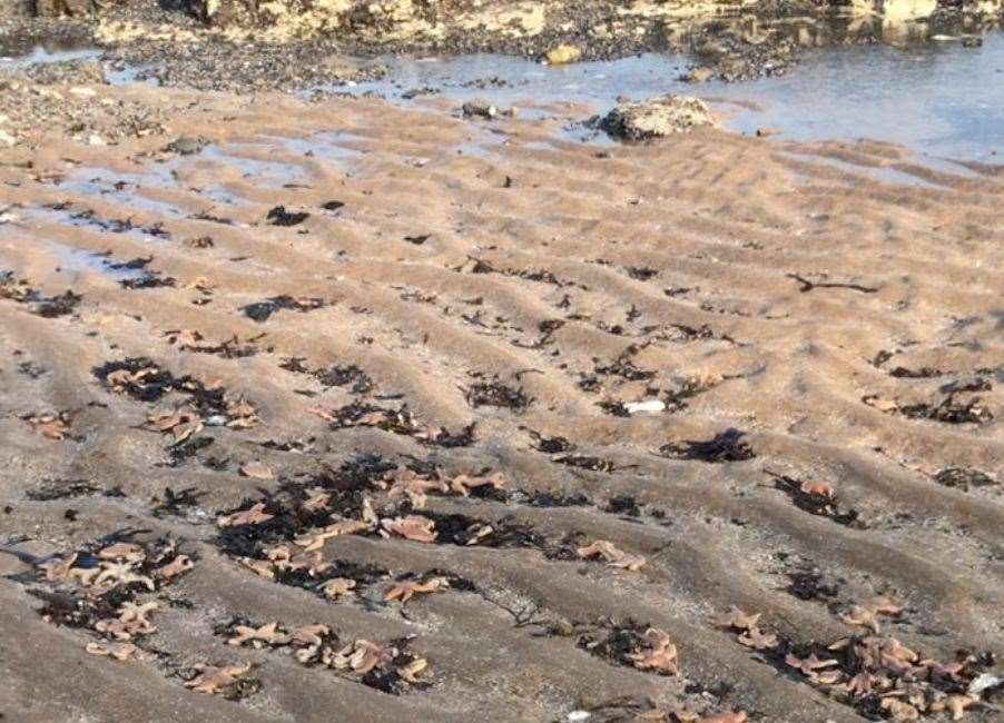 The starfish were found on a beach in Broadstairs yesterday. Picture: Ben Waldron