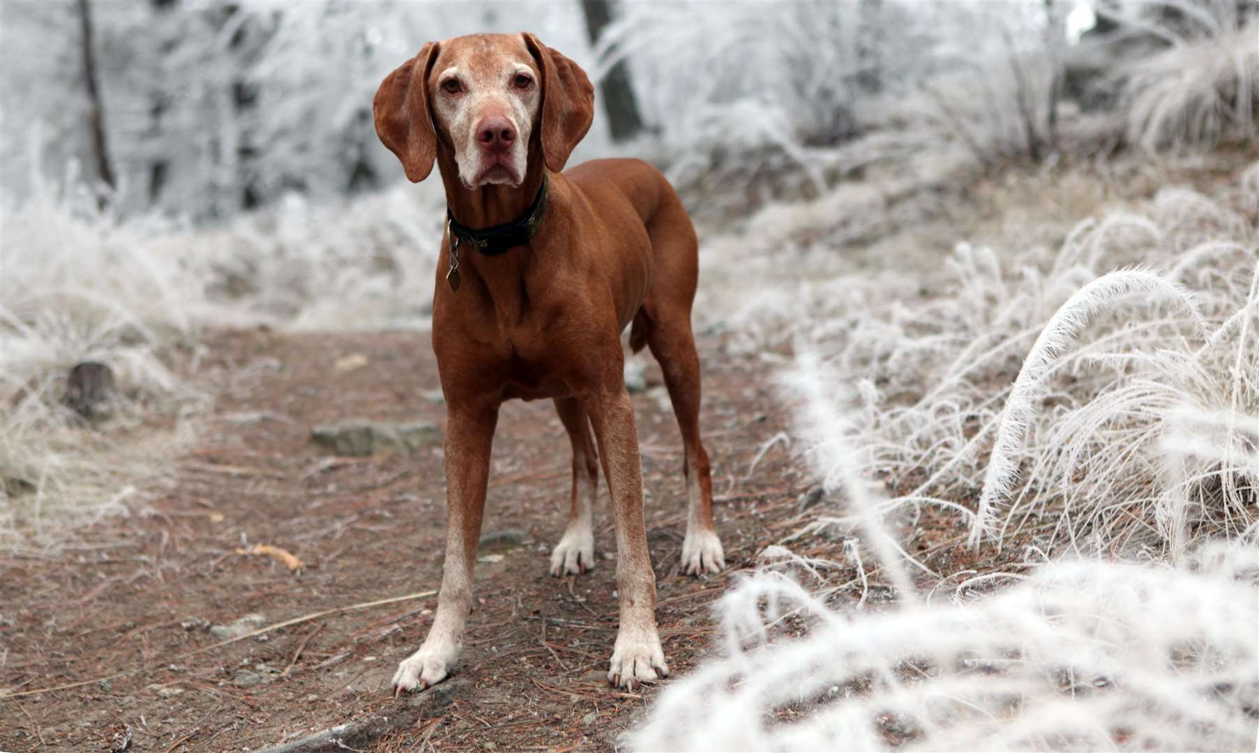 Dogs may need more meat in their diet during the winter months
