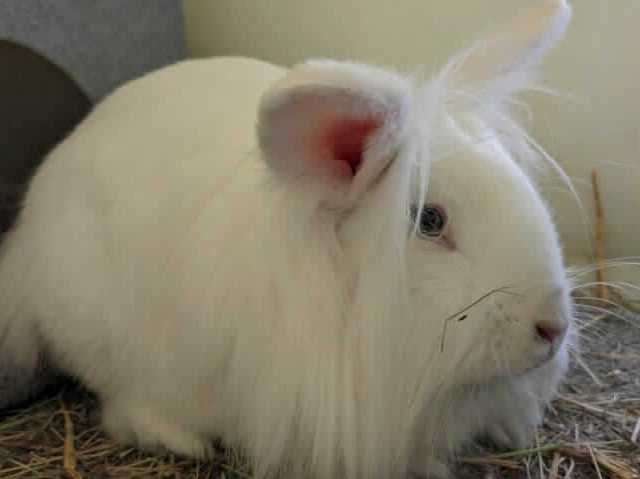 Aster is a friendly white, domestic rabbit. Photo: RSPCA Leybourne