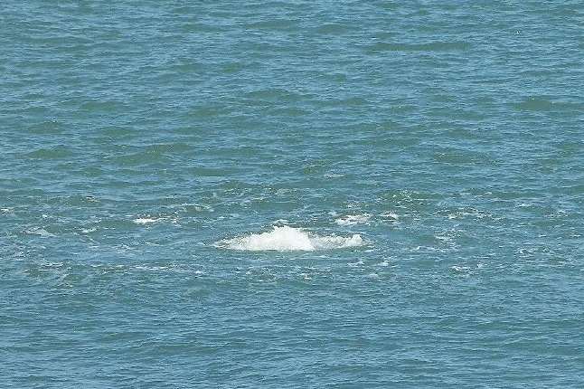 Air bubbles coming from a sewage pipe were mistaken for a whale. Picture: @Kent_999s