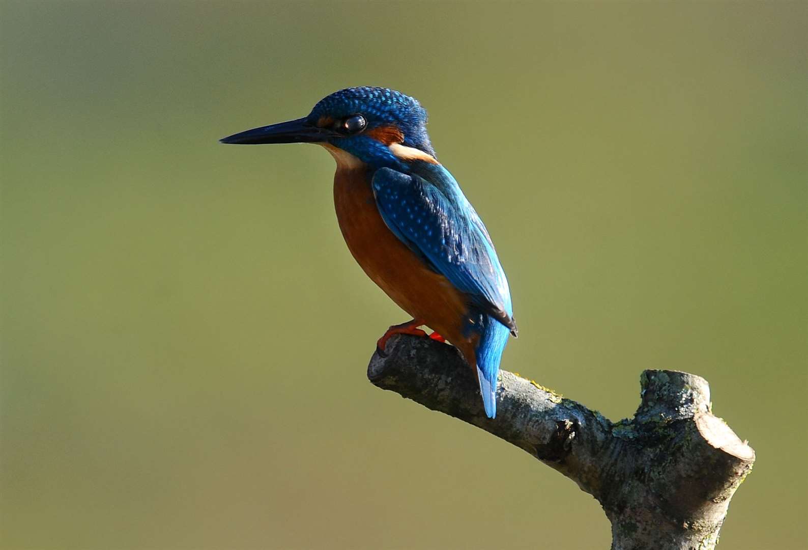 Wetlands are important areas of biodiversity vital for the survival of birds like the kingfisher (Clive Gee/PA)