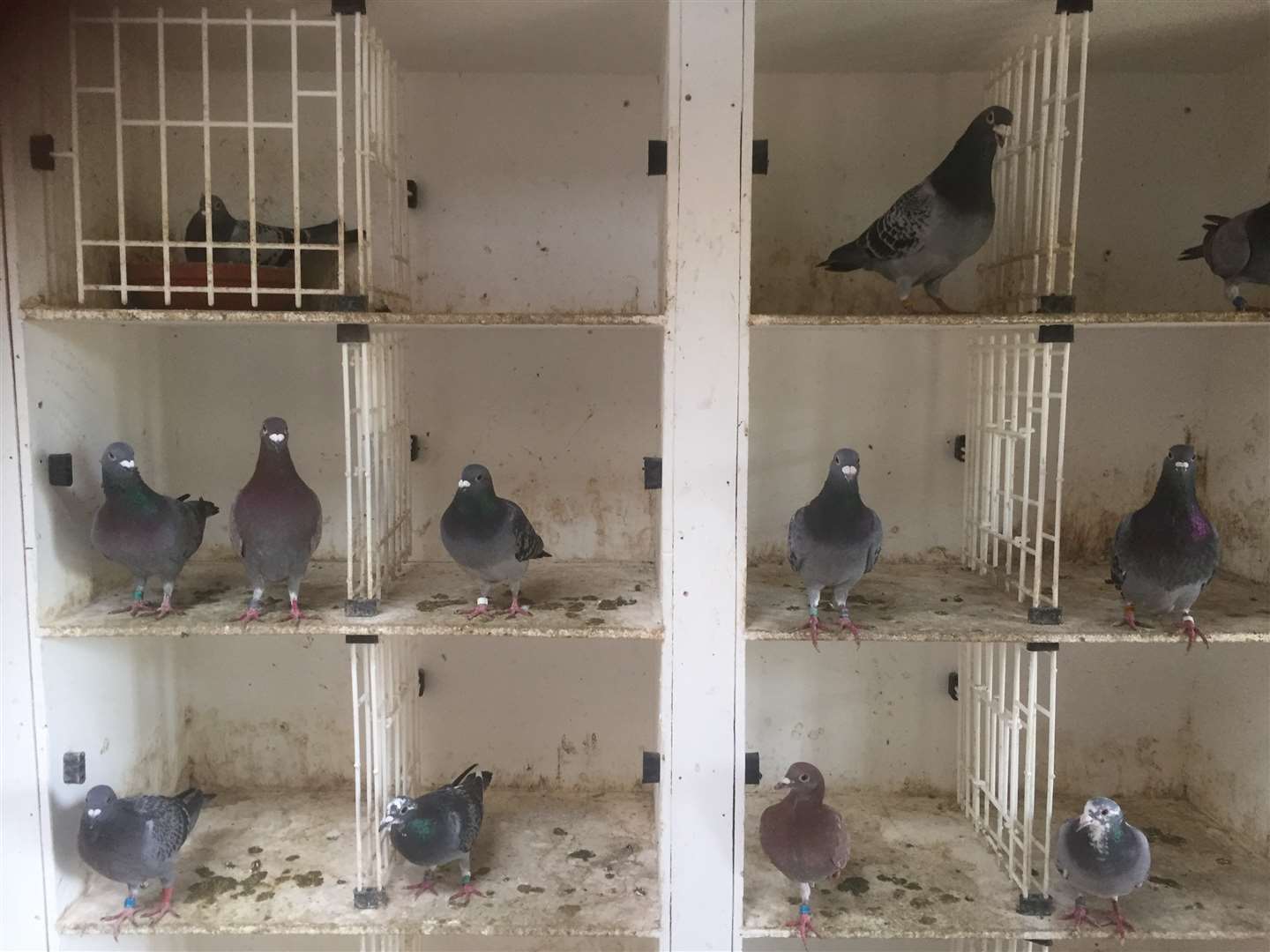 Mr Smith kept 27 racing pigeons.