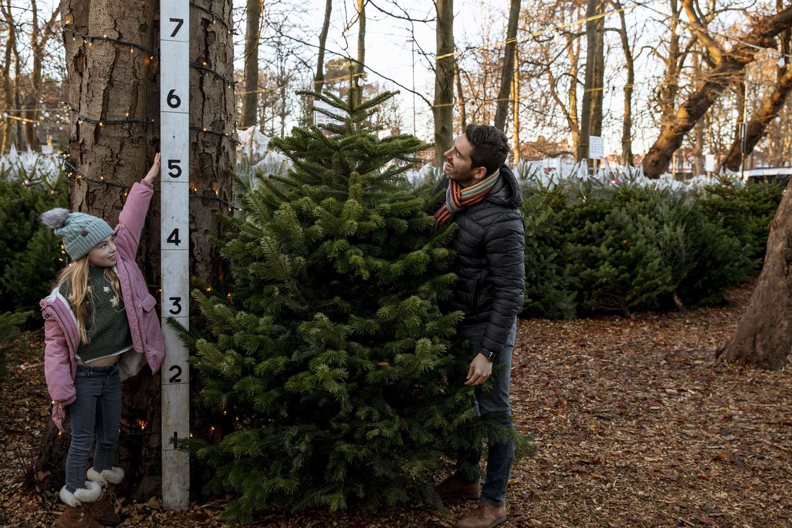 How tall do you want your tree? We have advice for you