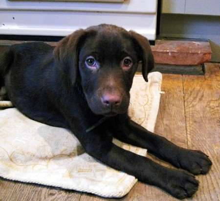 Noa, the chocolate labrador puppy who has been missing for a week
