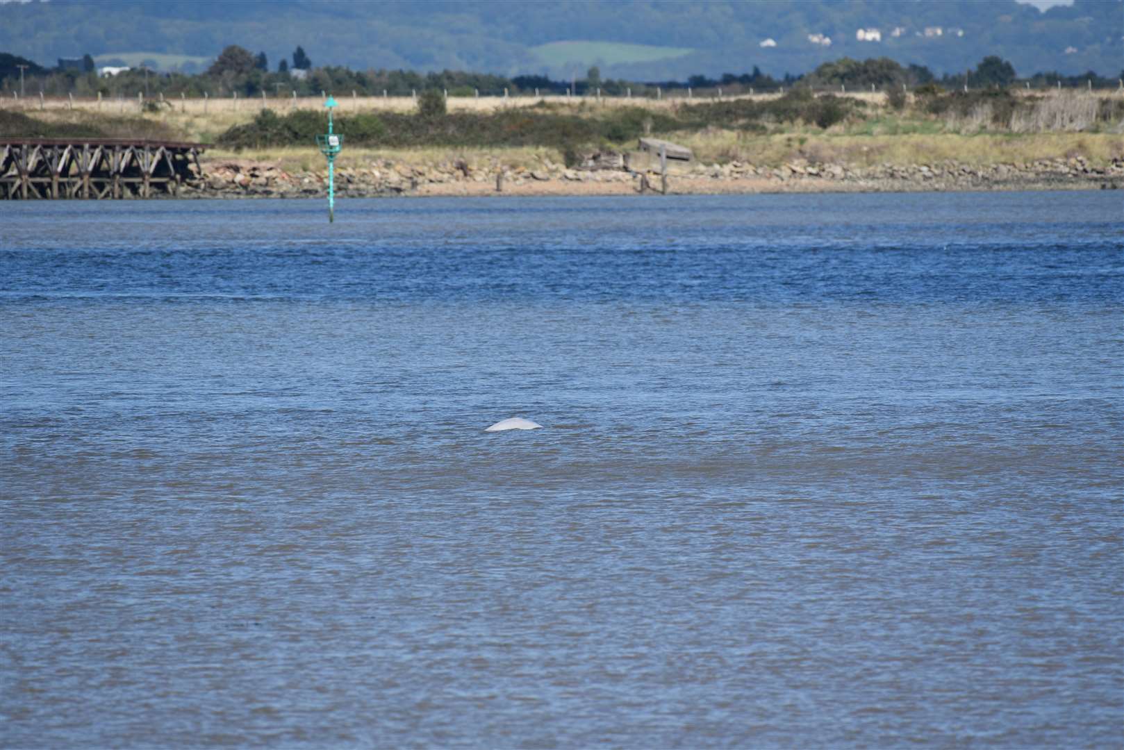 The Beluga poked it's head out of the water on multiple occasions. Picture: Fraser Gray