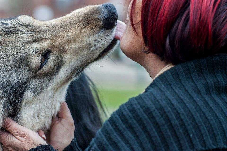 Mr May said wolf dogs are not typically aggressive to humans, but do not like strangers