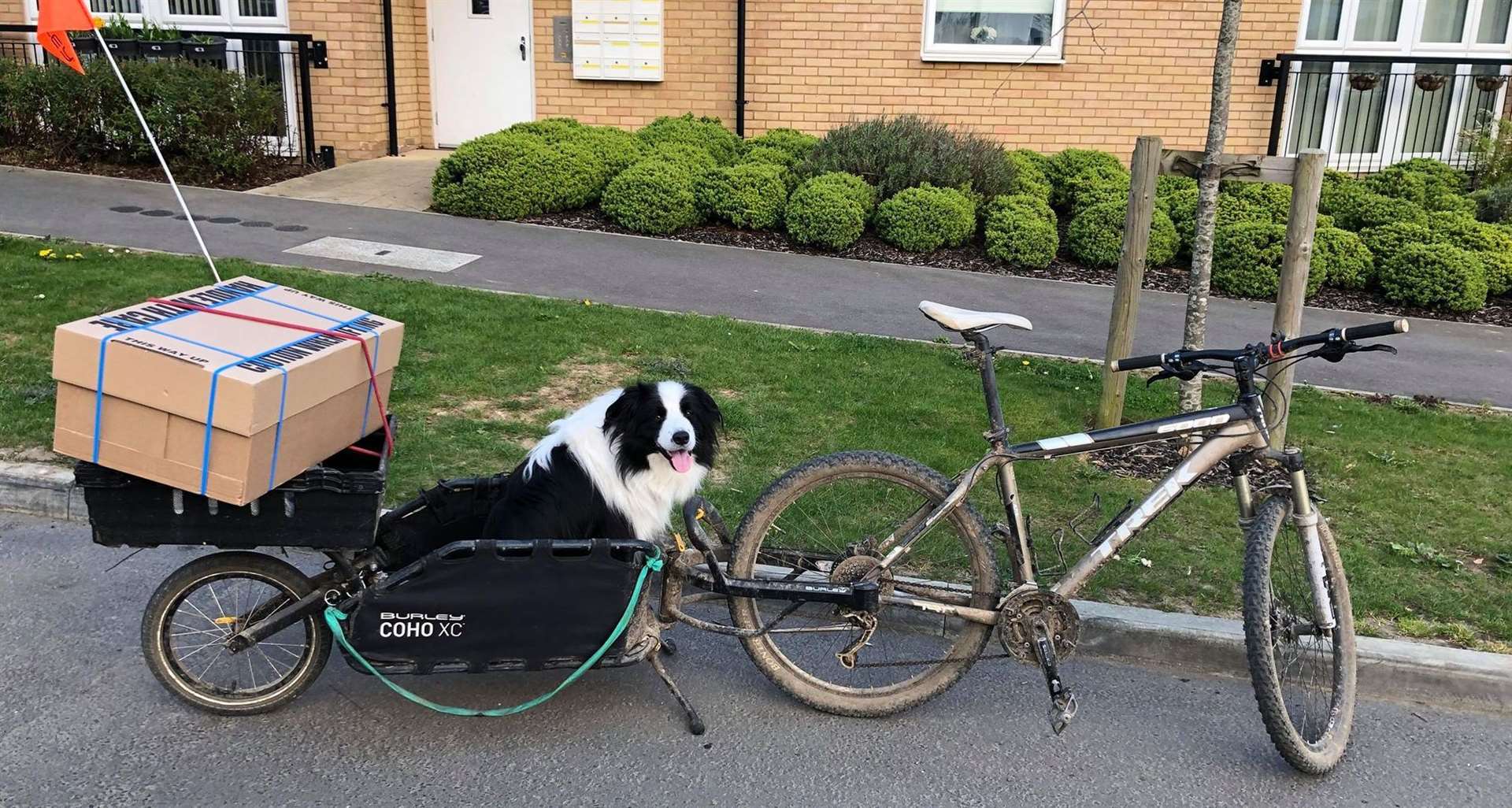 Duncan's Border Collie Benji is a big fan of the trailer
