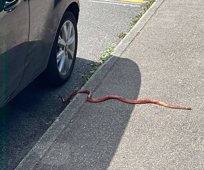 The corn snake has been seen on the loose in Military Road, Canterbury. Picture: Rebecca Ewing