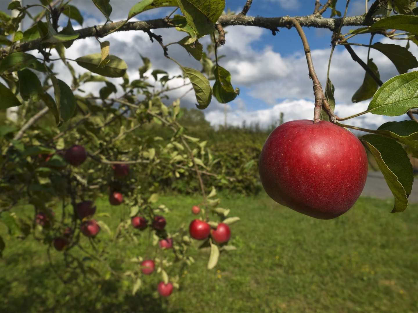 Visitors will be able to see apples in the orchards
