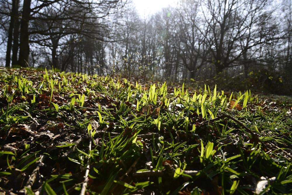 KE photographer Gary Browne went back to nature for this picture of spring shoots emerging at Hothfield Common