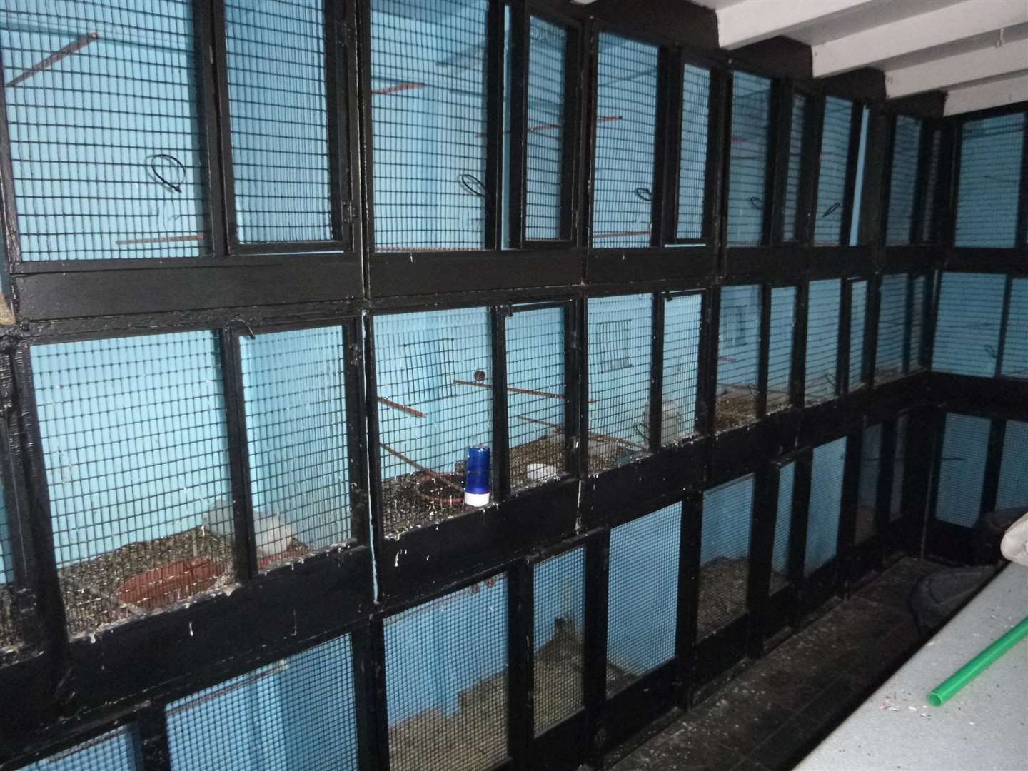 Cages of wild birds