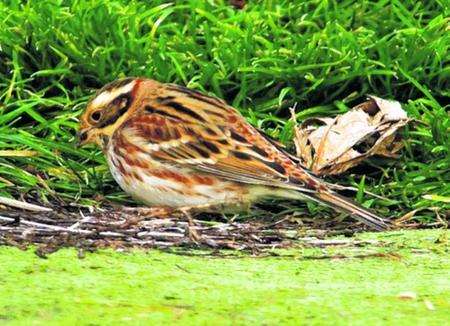 The rustic bunting, spotted at Whitstable and Seasalter golf course