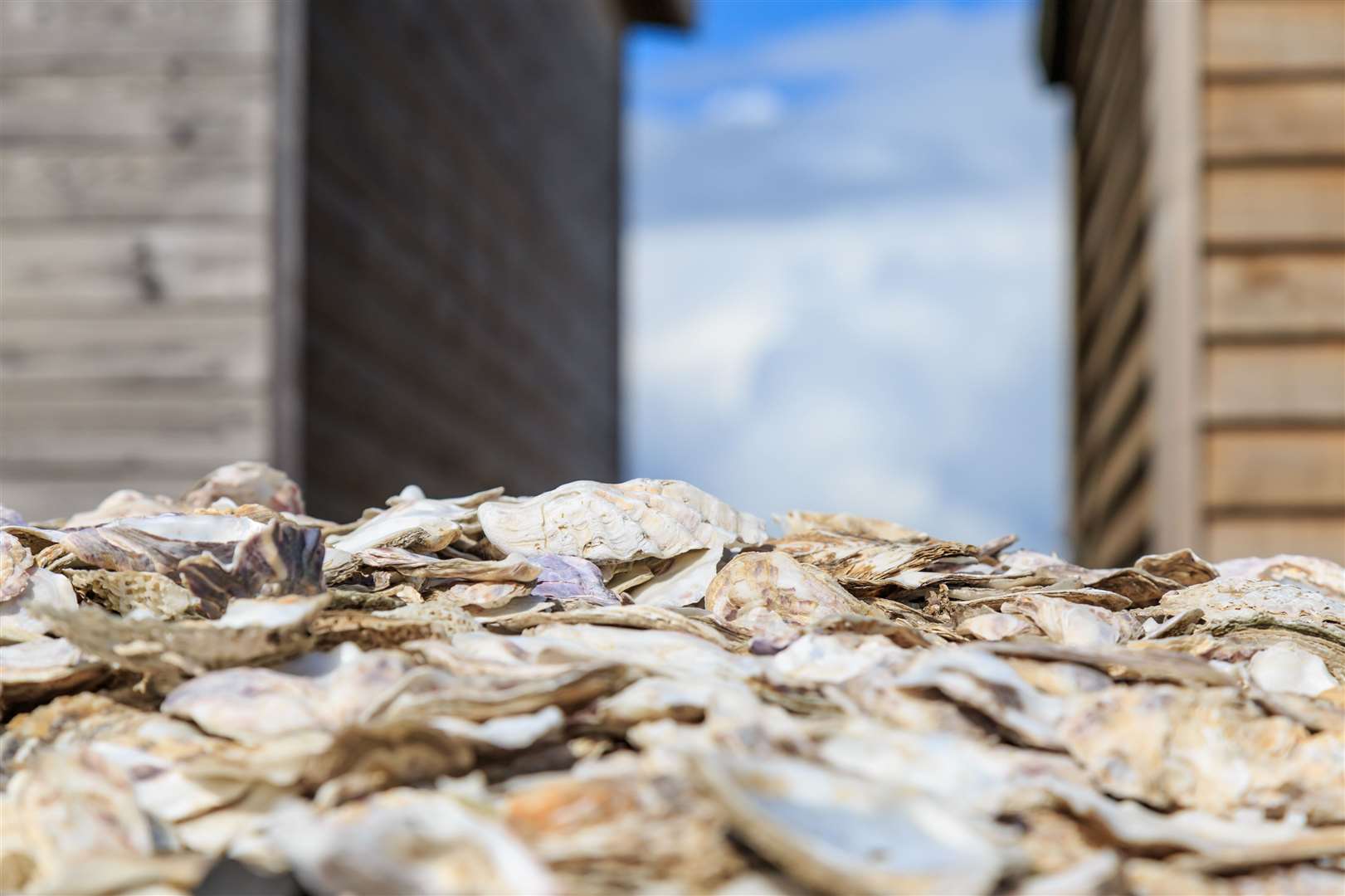 The oyster festival is back in Whitstable this weekend