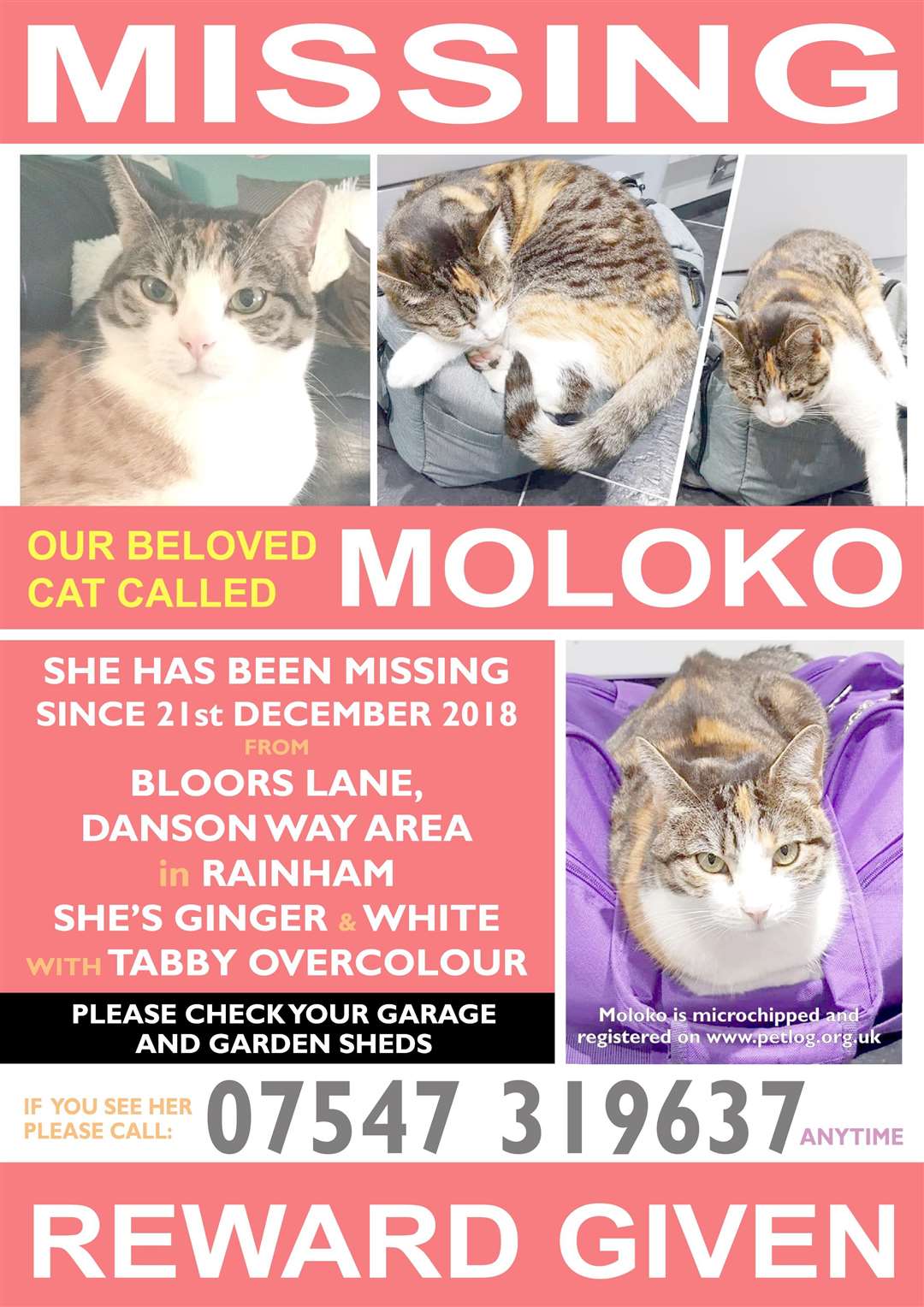 Missing cat poster (6914543)