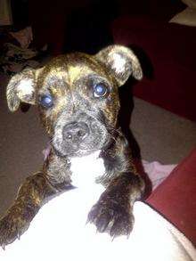 Dixie, a Staffordshire bull terrier cross, went missing from Gillingham on October 17