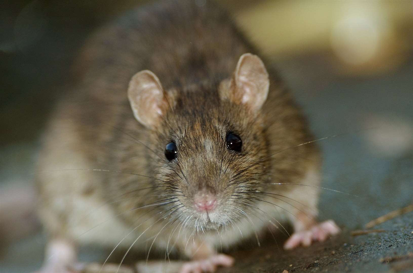 The garden was said to be infested with rats. Stock image