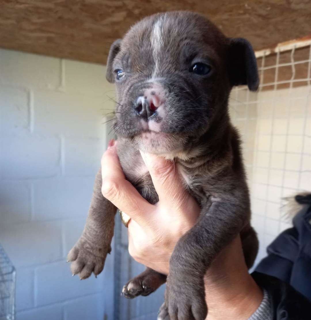 One of Daisy May's puppies weeks after being rescued. Picture: Guardian Angels