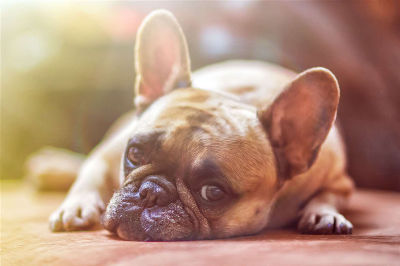 A French bulldog. Picture: Stock image.
