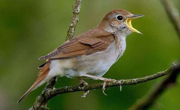 A nightingale's nest nearby