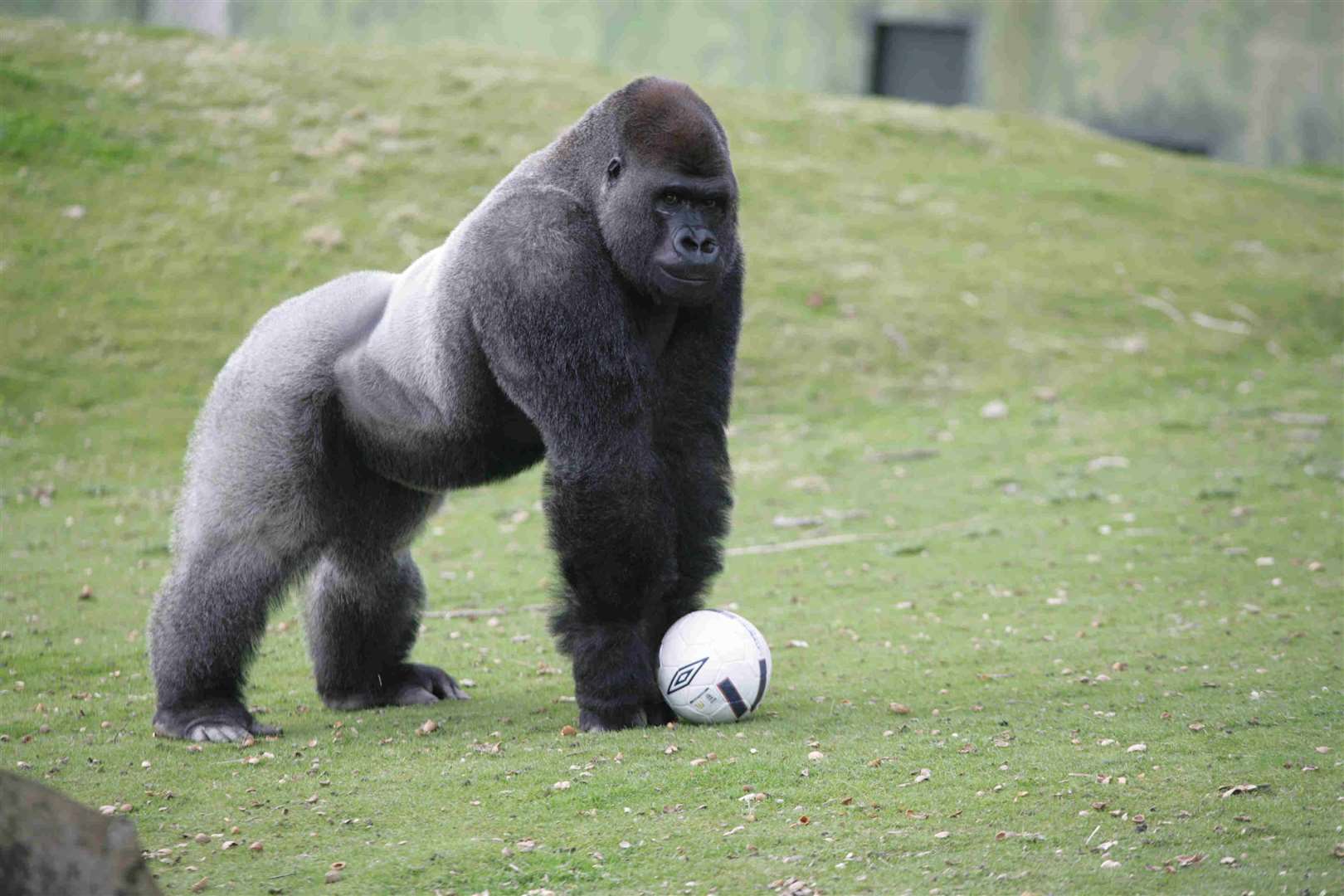 Internships included a position as a gorilla keeper - an unpaid role described as 'physically demanding'. Picture: Tricia Corkhill