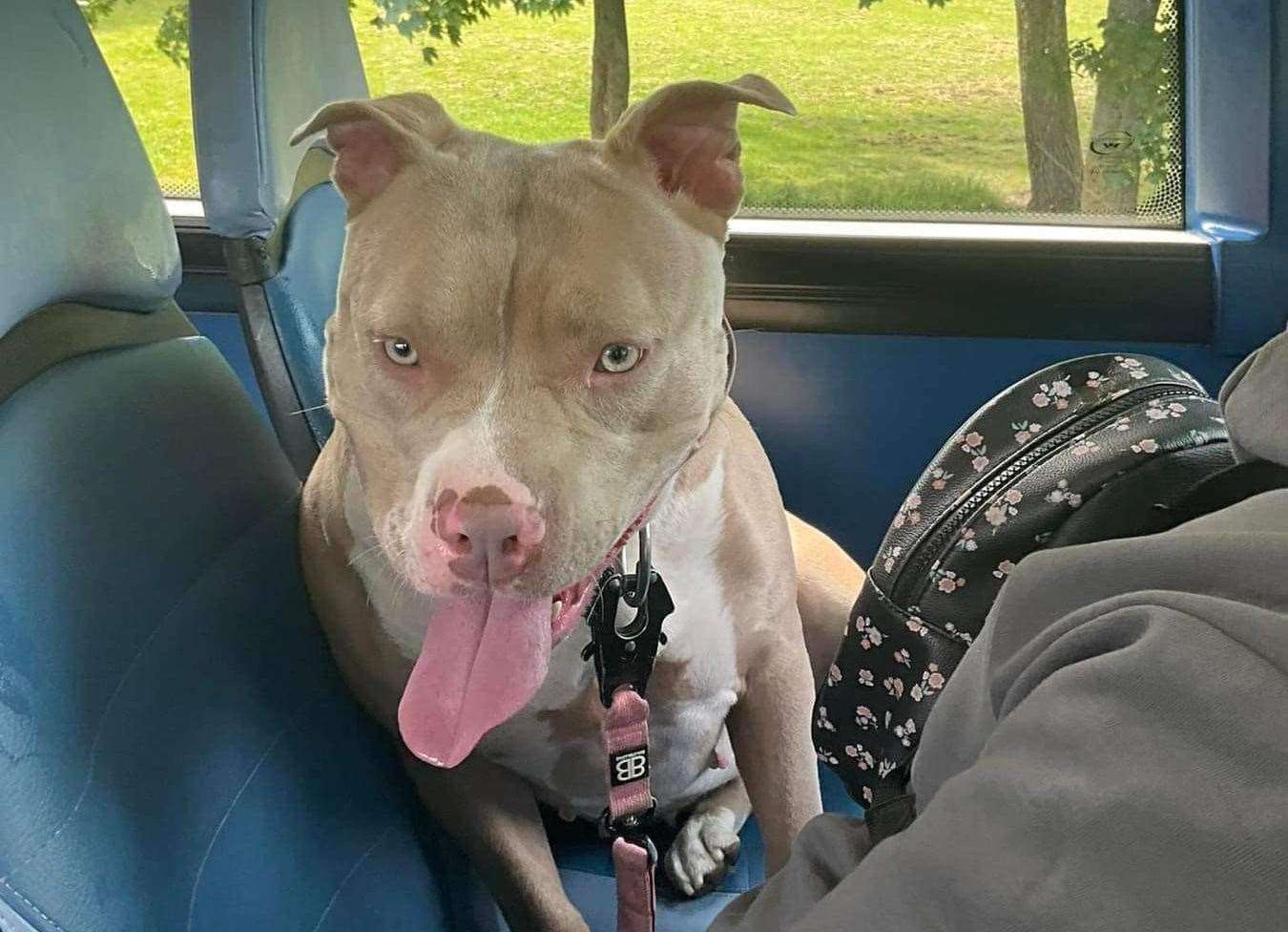 Cali, an American XL Bully, was seized by police after biting a delivery driver. Picture: Emily Panther