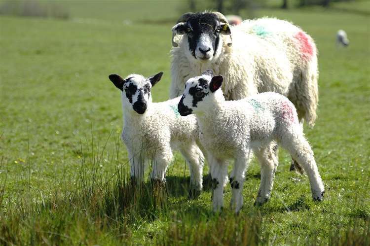 A ewe had to be put down after being attacked by a dog near Ashford. Picture: iStock