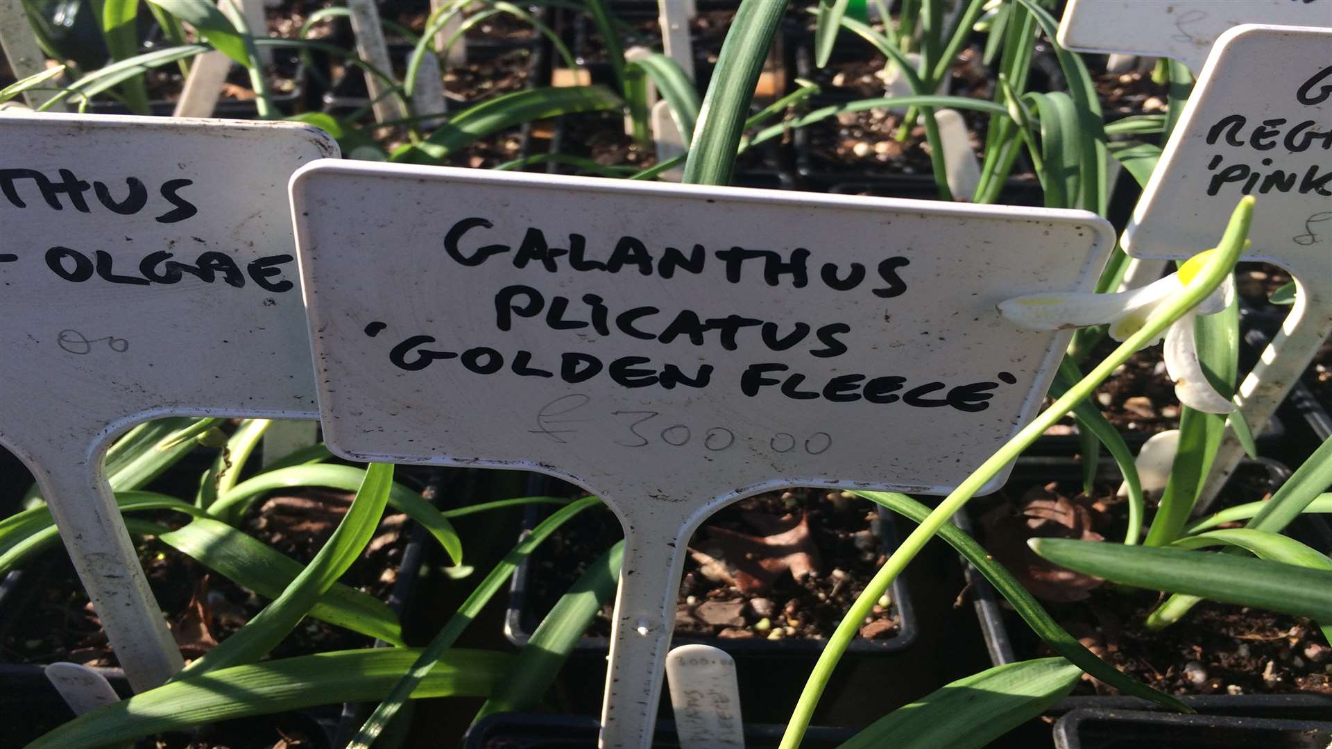 Galanthus plicates ‘Golden Fleece’ looked a snip at £300!