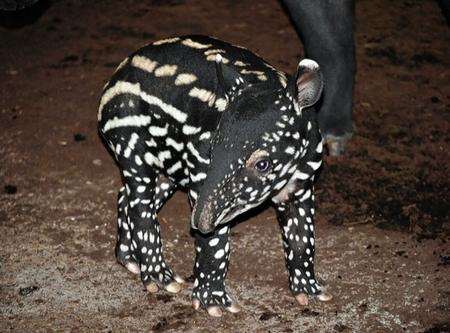 A rare Malayan tapir has been born at Port Lympne animal park.