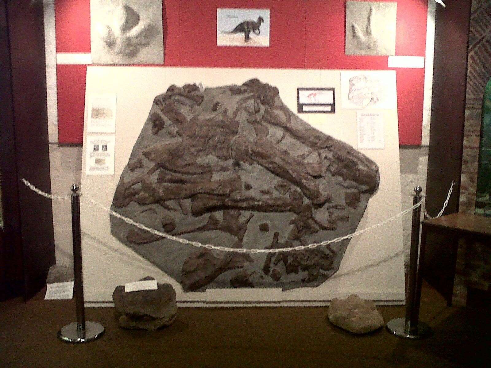 The 'Maidstone Slab', on display at the Natural History Museum, showing the dinosaur fossil. Picture: Georgina Llewellyn