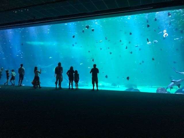 Pick your spot and while away the time in front of this huge tank inside Nausicaa